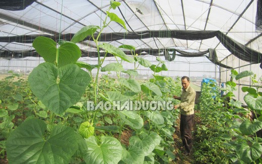 Hiệu quả mô hình trồng cây trong nhà lưới